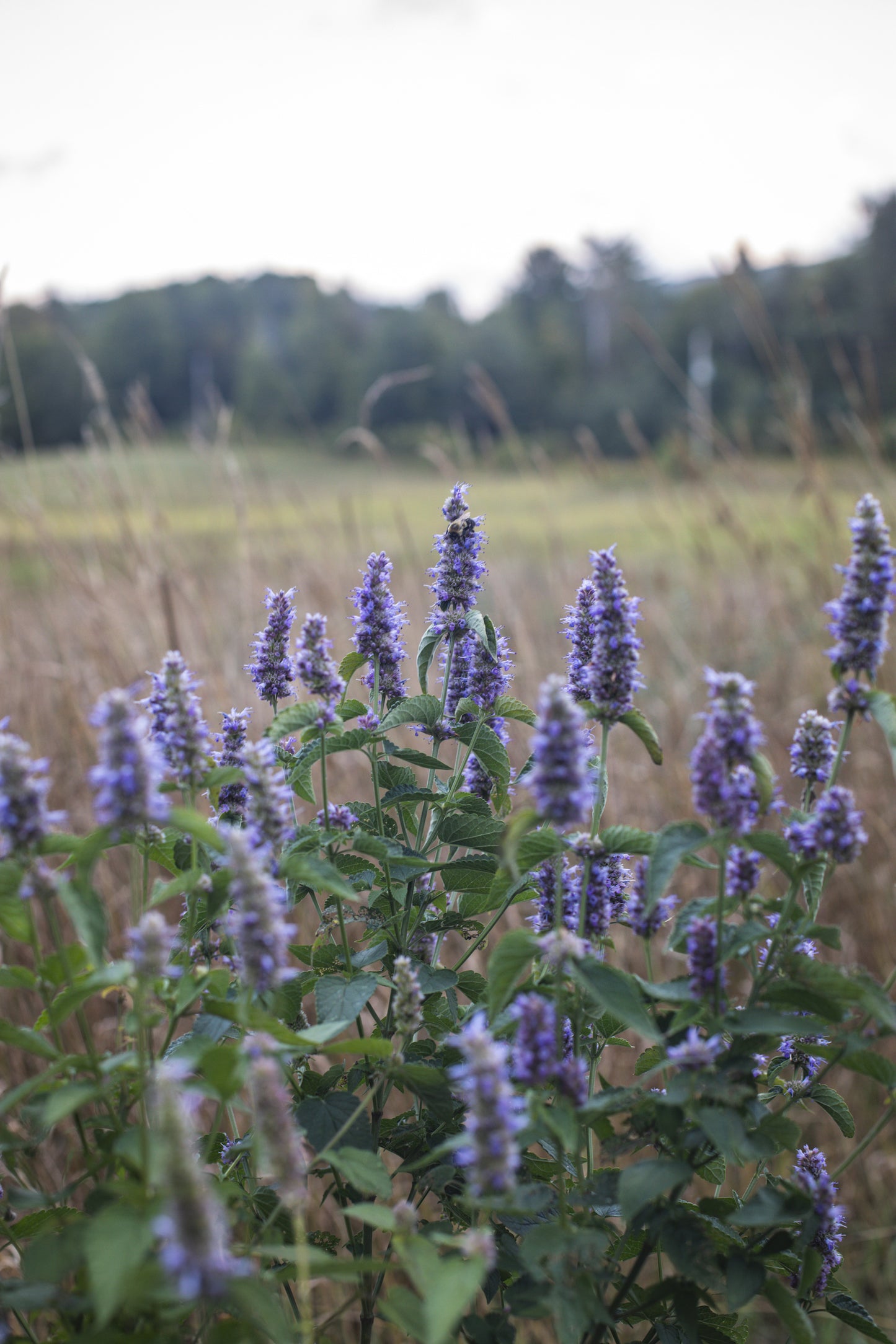 In The Evening Blend