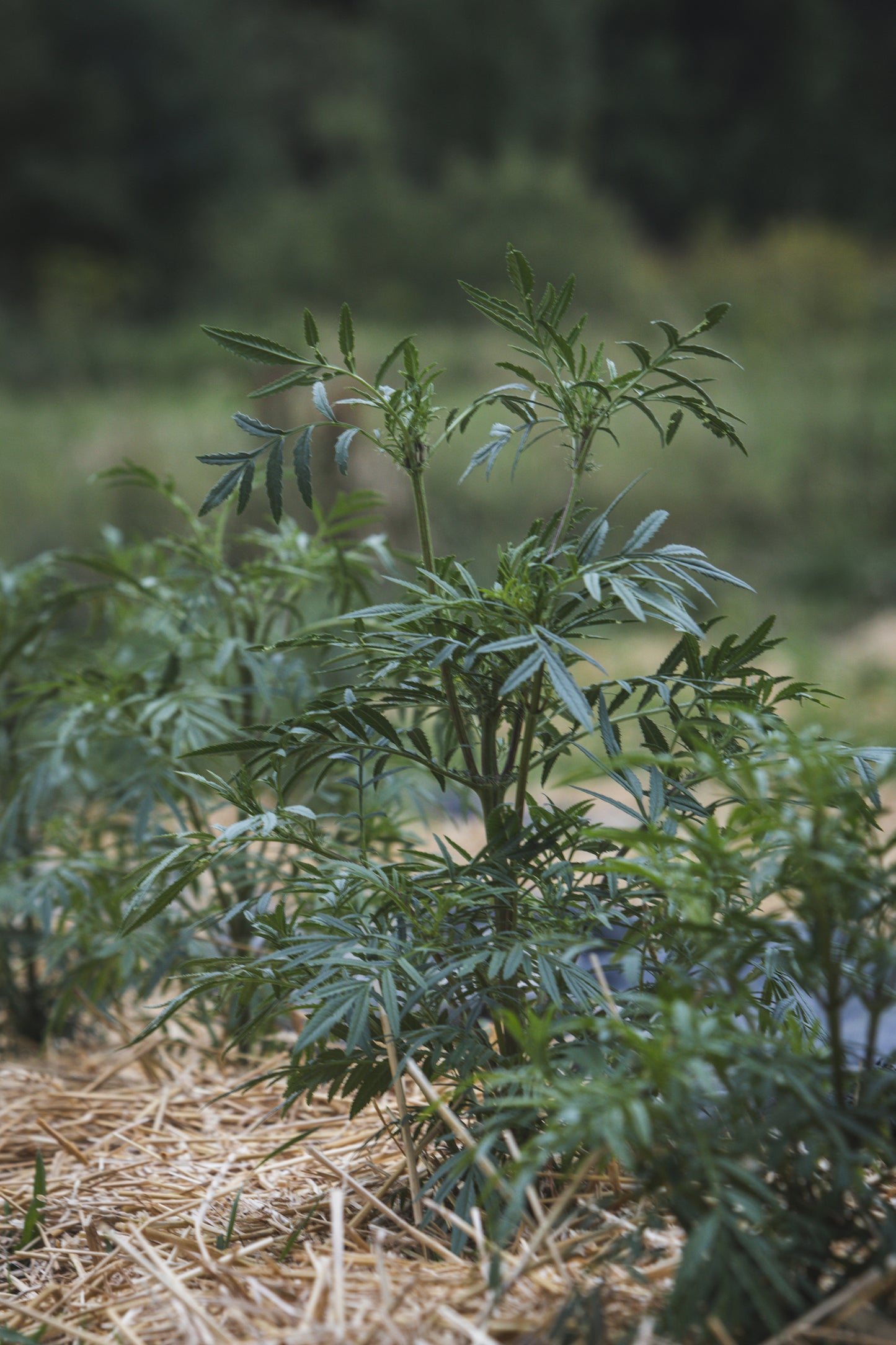 Peruvian Black Mint (Huacatay)