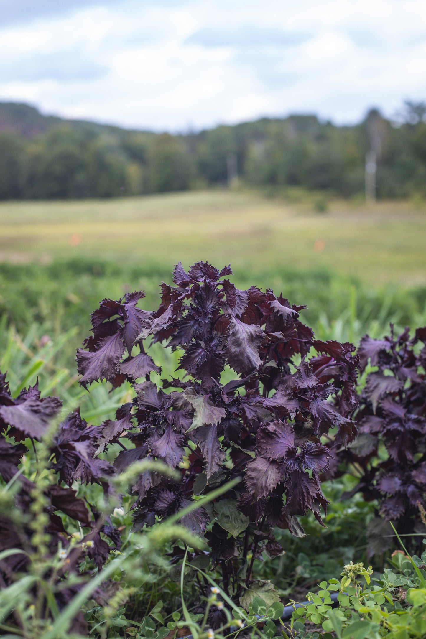 Red Perilla (Shisho)