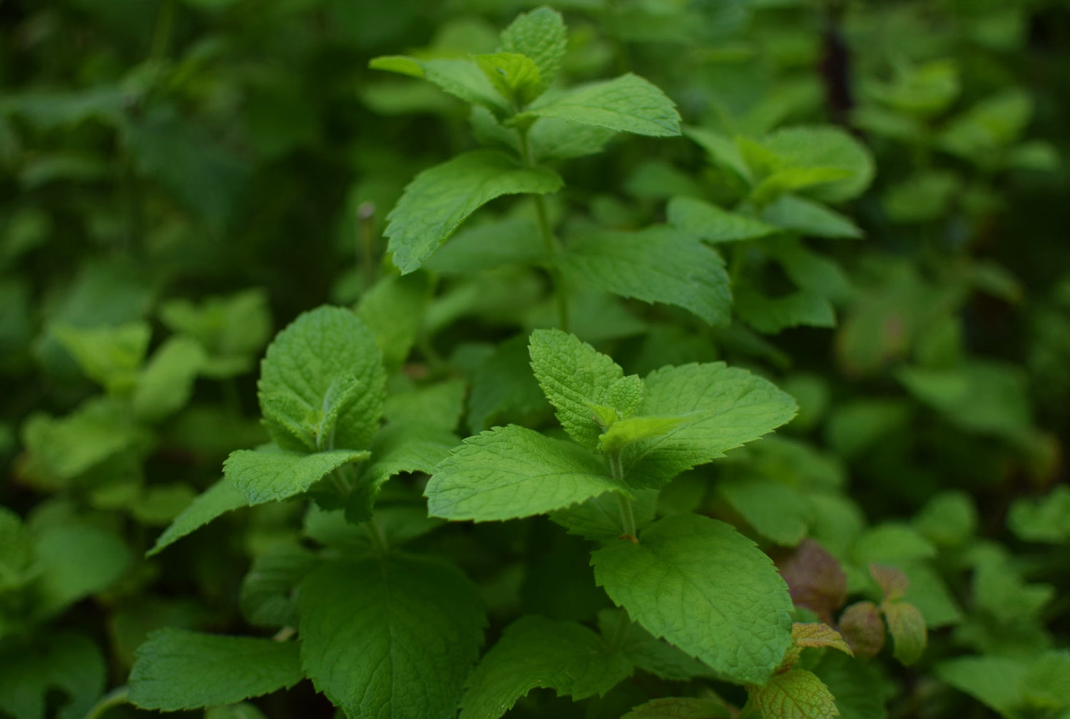 Mint