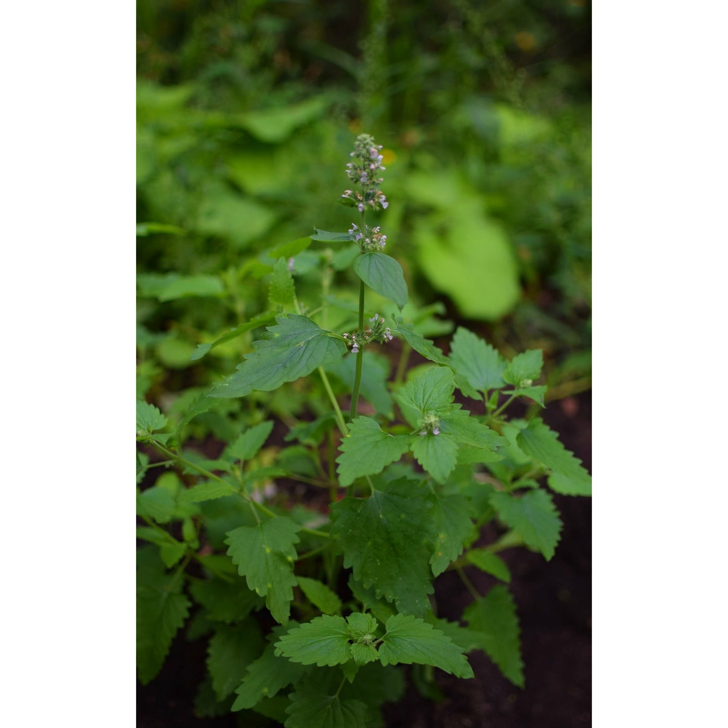 Catnip
