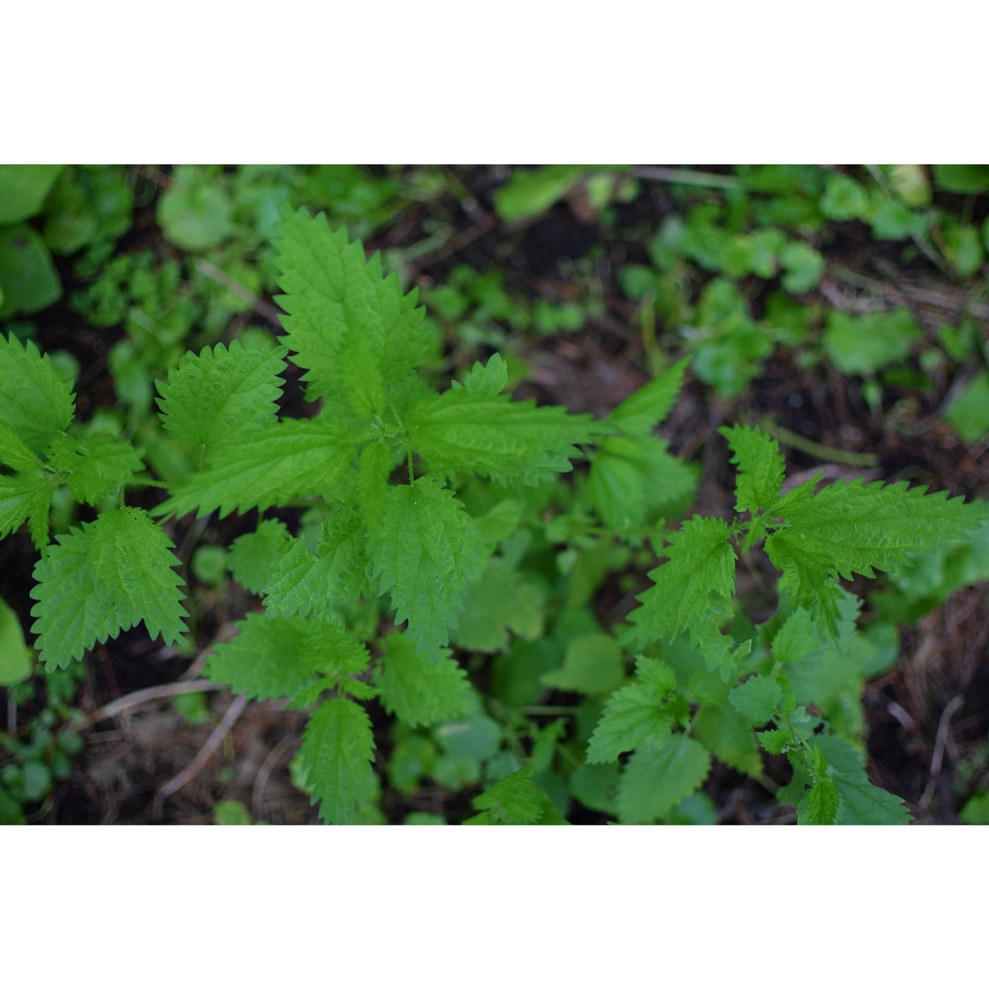 Stinging Nettle