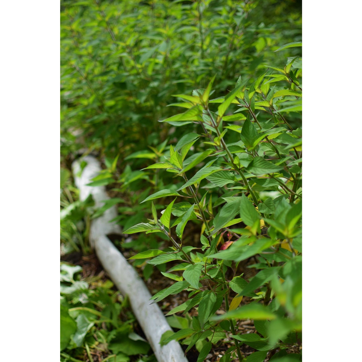 Pineapple Sage