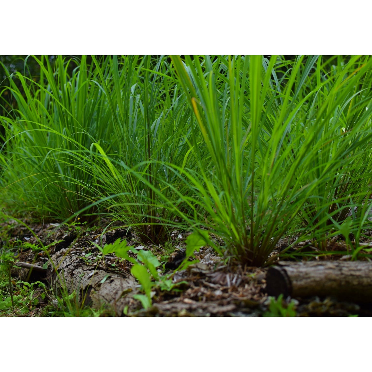 Lemongrass