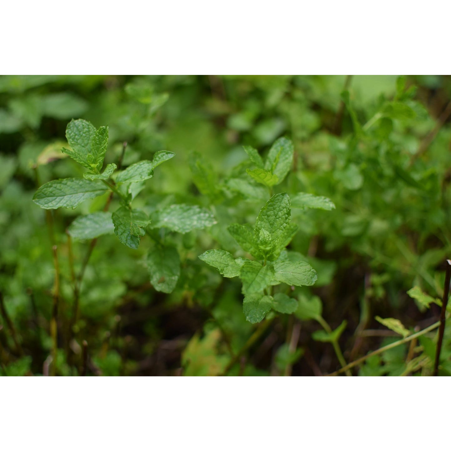 Moroccan Mint