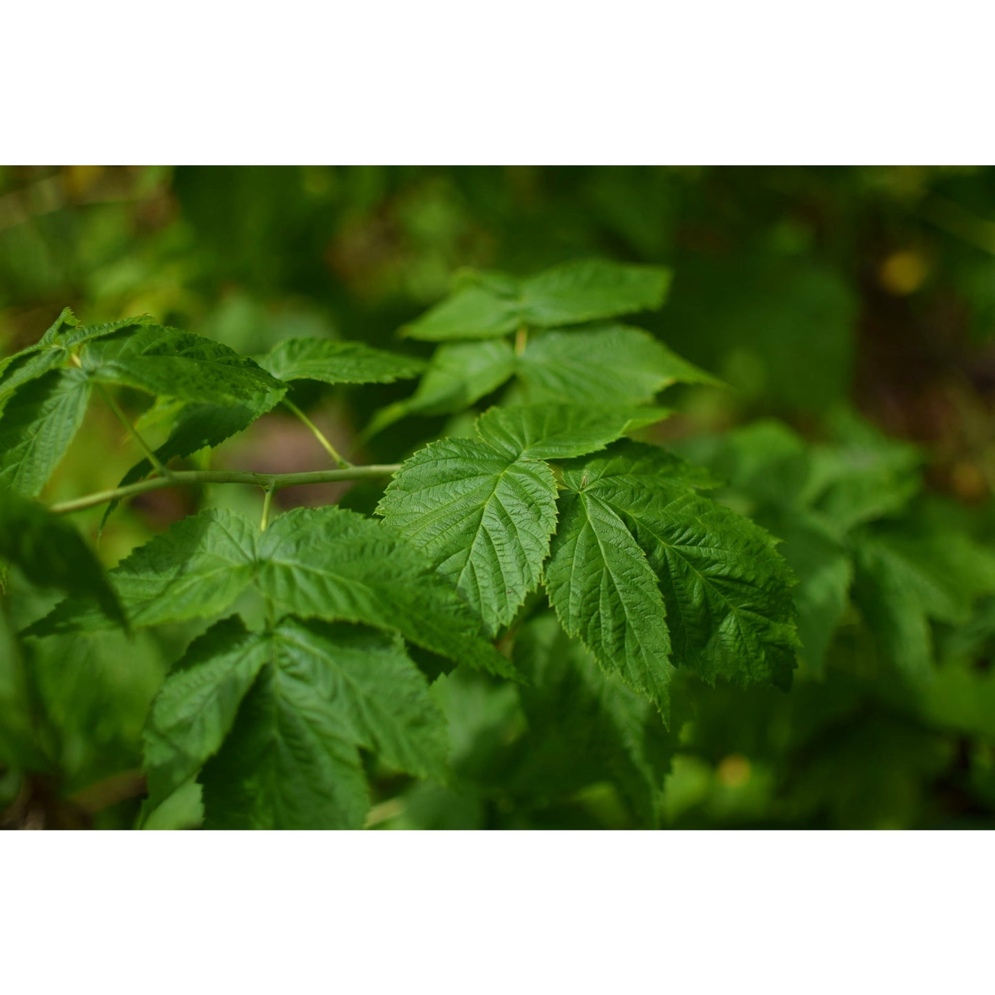 Raspberry Leaf