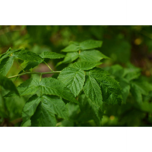 Raspberry Leaf