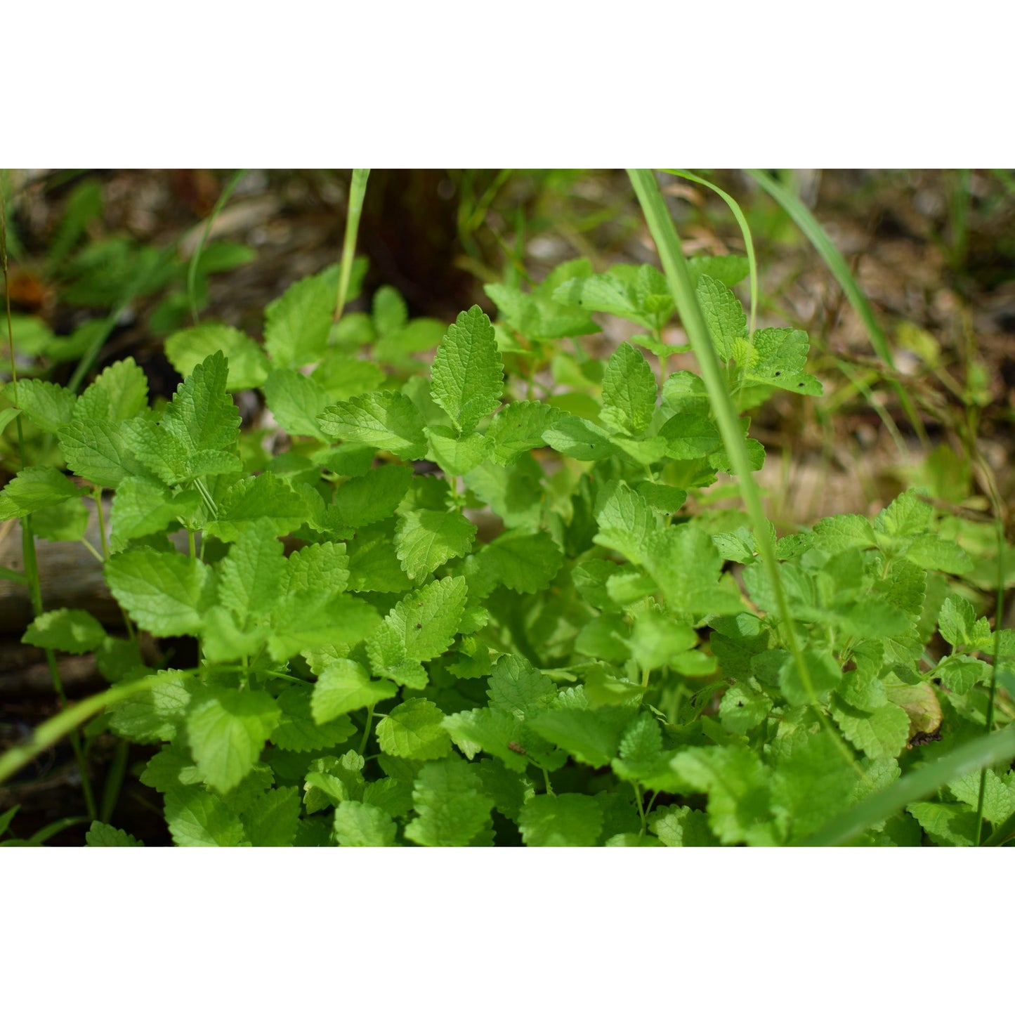 Lemon Balm
