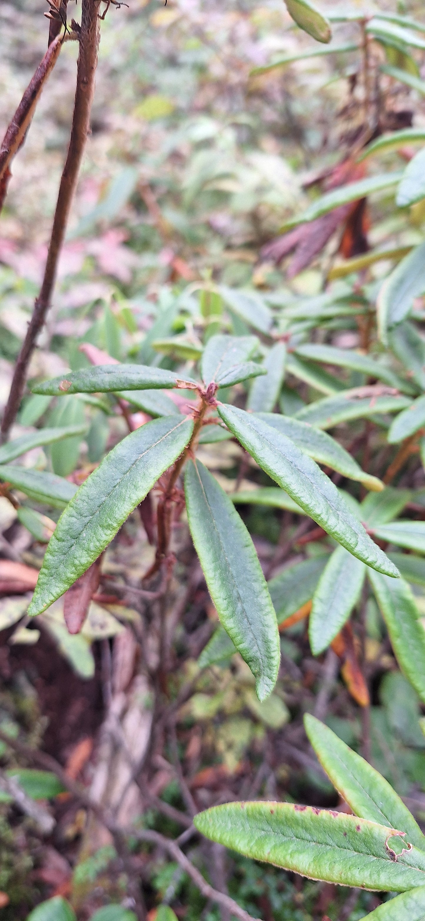 Labrador Tea