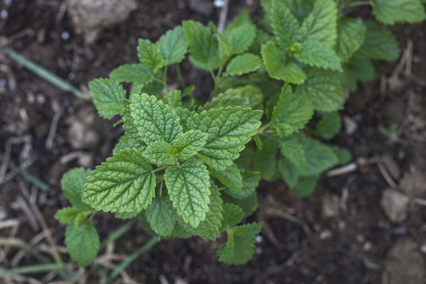 Lemon Balm