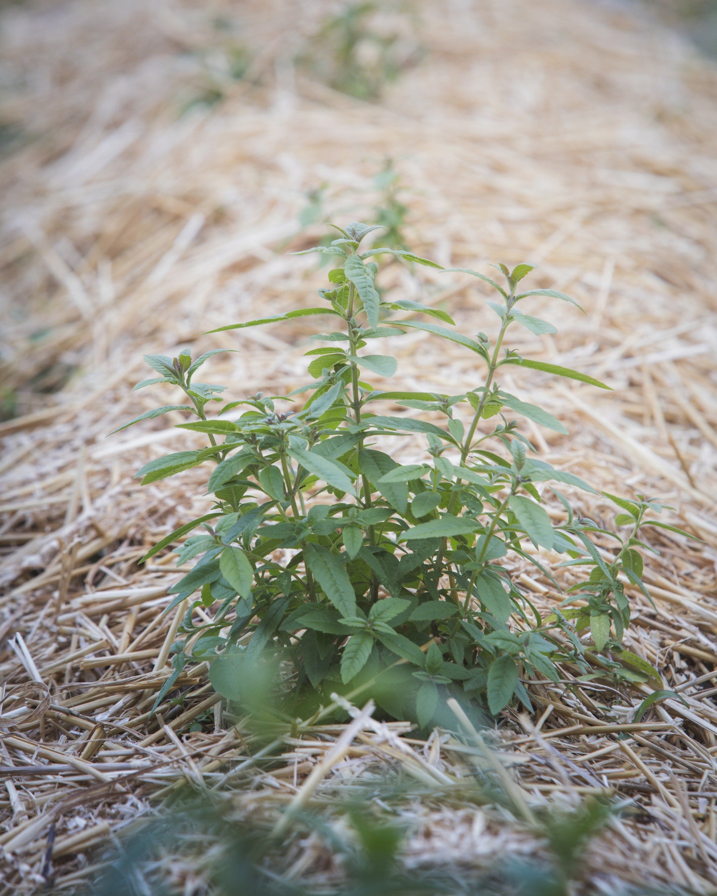 Lemon Verbena