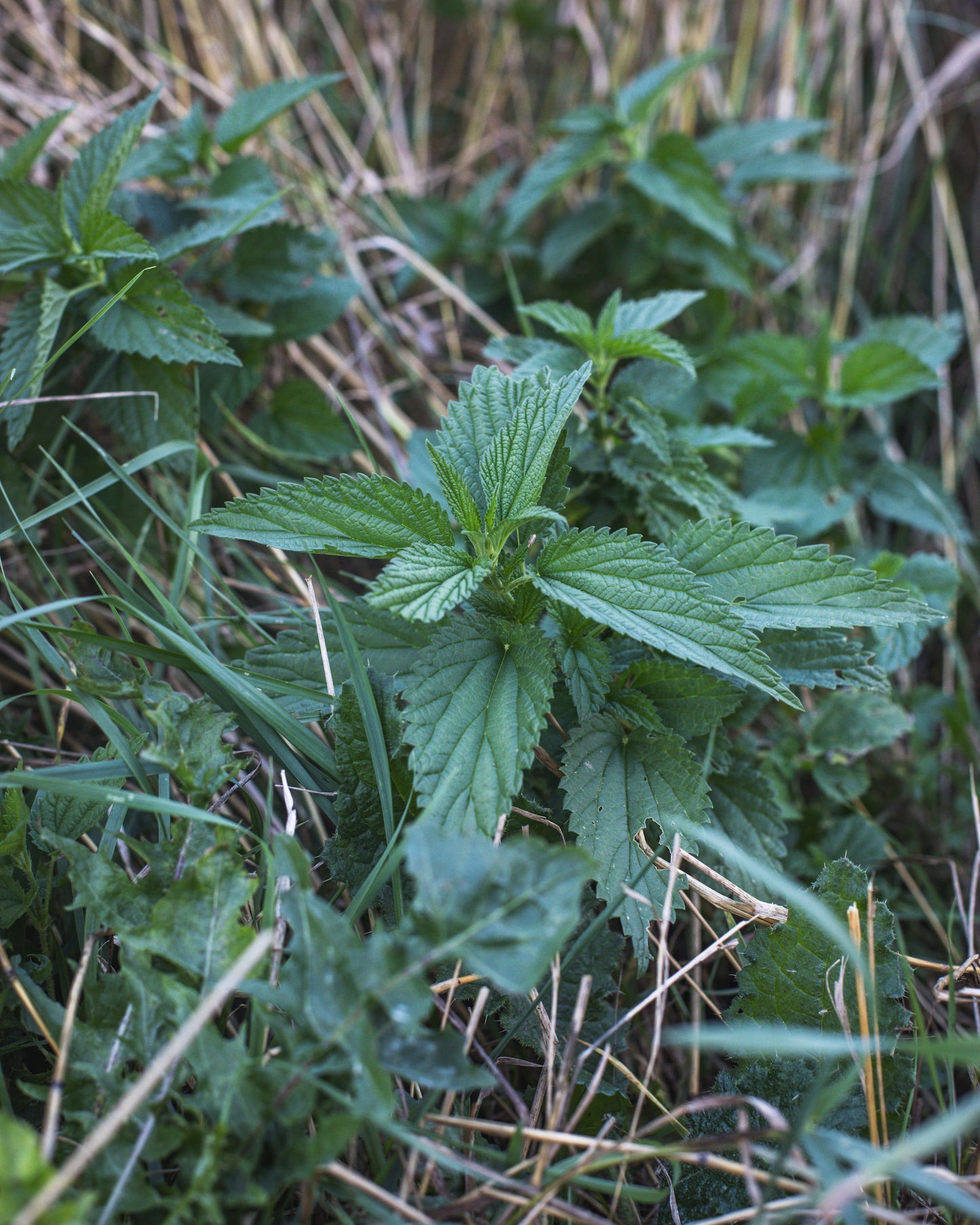 Stinging Nettle