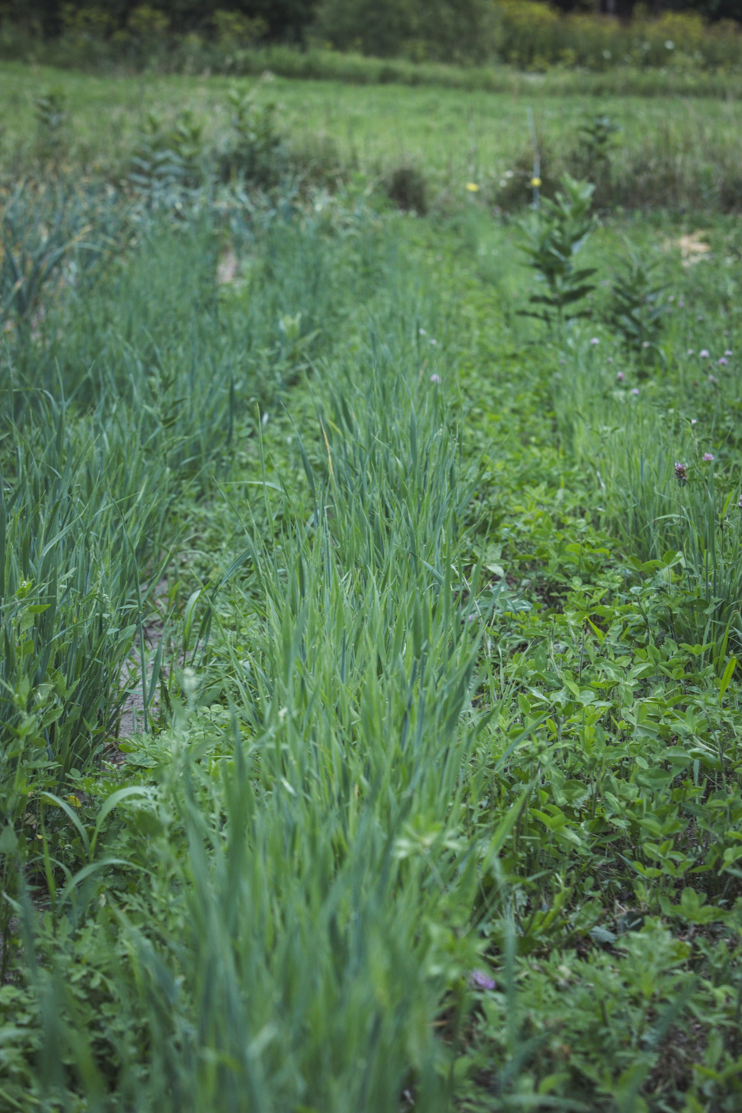Oatstraw