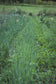 Oatstraw