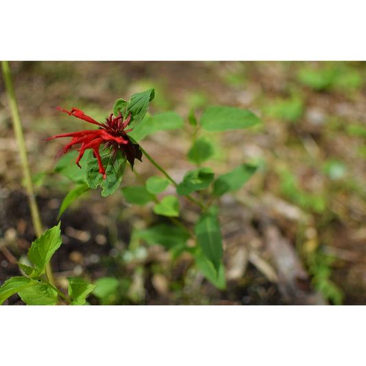 Bee-Balm/Oswego Tea