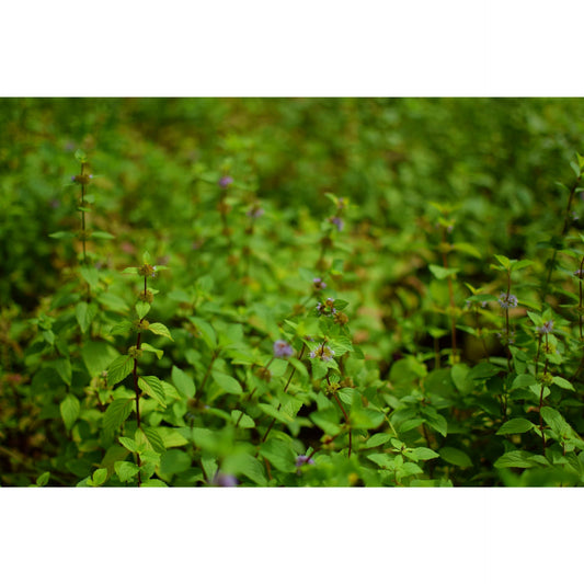 Ginger Mint