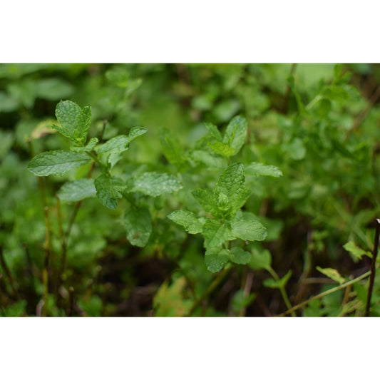 Moroccan Mint