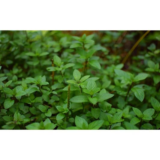 Peppermint