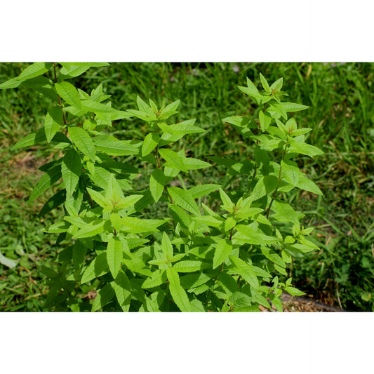 Lemon Verbena