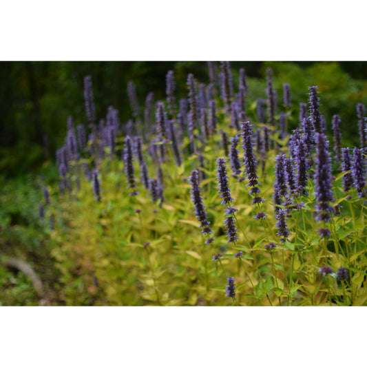 Agastache/Anise-Hyssop